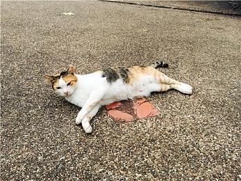 B社《星空》新概念艺术图 异形和辐射结合体？