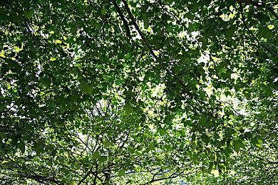 这次不是模拟器 玩家自制《怒之铁拳2》发布试玩版